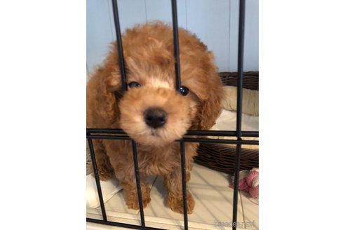 成約済の埼玉県のマルプー:マルチーズ×トイプードル-264390の2枚目