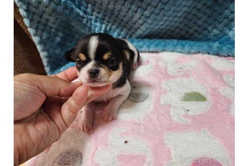 成約済の神奈川県のチワワ(スムースコート)-265651の3枚目