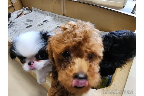 成約済の愛知県のトイプードル-265652の5枚目