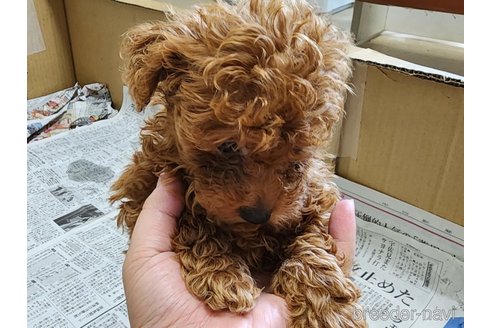 成約済の愛知県のトイプードル-265652の2枚目