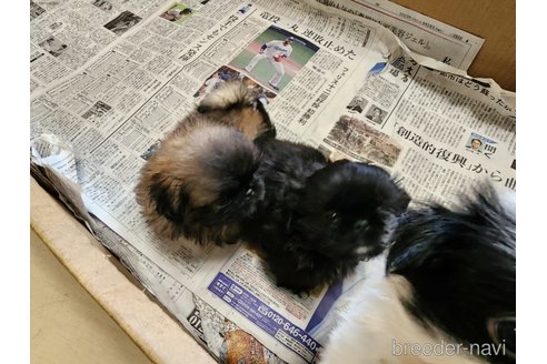 成約済の愛知県のペキニーズ-265663の3枚目