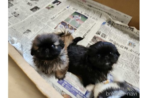 成約済の愛知県のペキニーズ-265663の2枚目