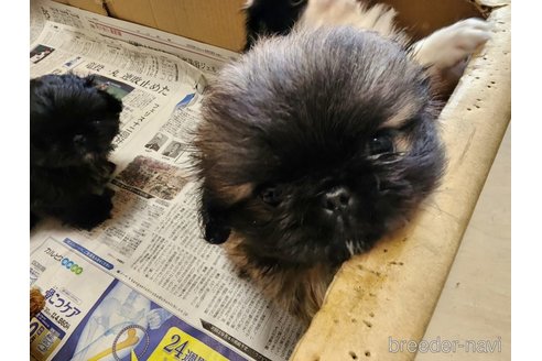 成約済の愛知県のペキニーズ-265663の1枚目
