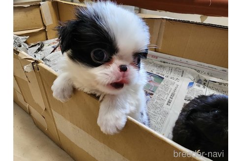 成約済の愛知県の狆 (チン)-265675の2枚目