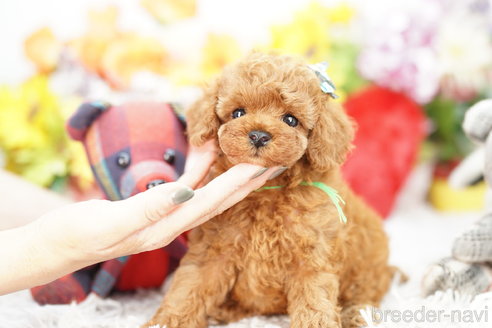 成約済の埼玉県のトイプードル-265729の3枚目