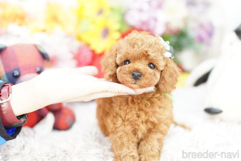 成約済の埼玉県のトイプードル-265729の2枚目