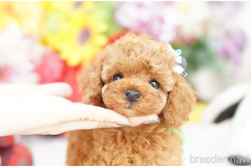 成約済の埼玉県のトイプードル-265729