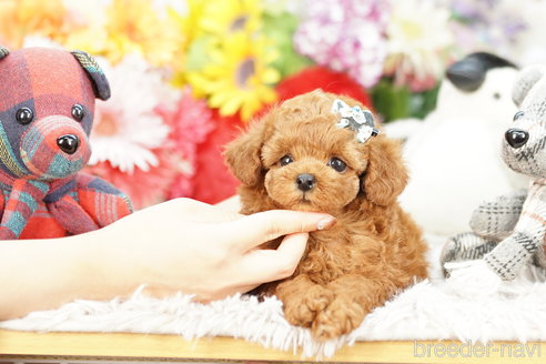 成約済の埼玉県のトイプードル-265730の4枚目