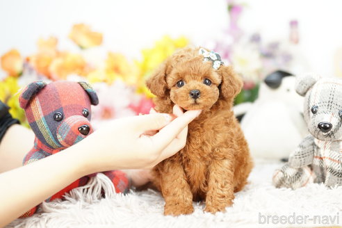 成約済の埼玉県のトイプードル-265730の3枚目