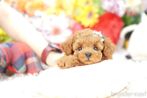 成約済の埼玉県のトイプードル-265730の1枚目