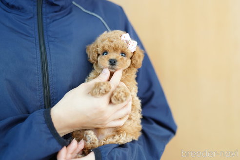 成約済の埼玉県のトイプードル-265732の4枚目