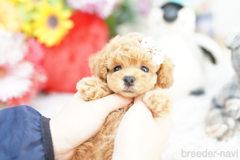 成約済の埼玉県のトイプードル-265732の3枚目