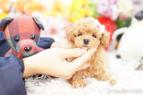 成約済の埼玉県のトイプードル-265732の1枚目