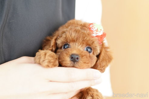 成約済の埼玉県のトイプードル-265734の5枚目