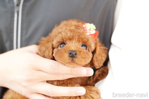 成約済の埼玉県のトイプードル-265734の4枚目