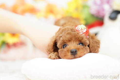 成約済の埼玉県のトイプードル-265734の1枚目