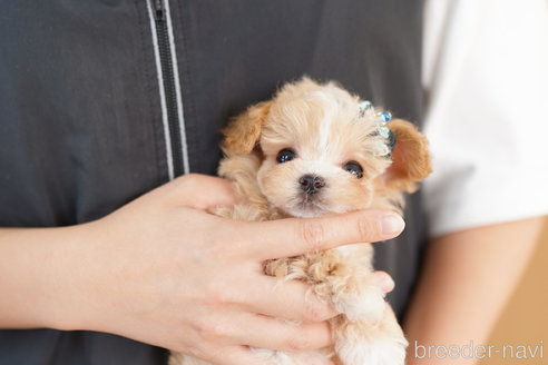 成約済の埼玉県のマルプー:マルチーズ×トイプードル-265737の4枚目