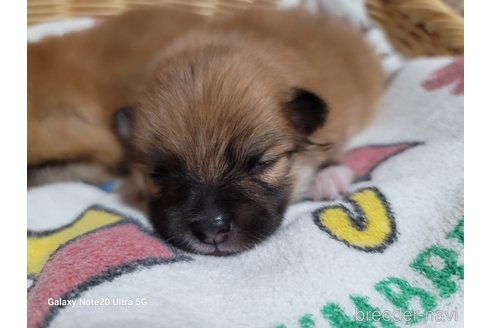 成約済の千葉県のポメラニアン-265599の11枚目