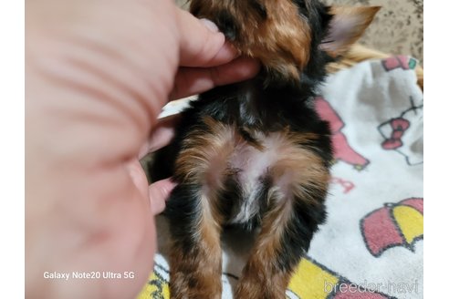 成約済の千葉県のヨークシャーテリア-260617の3枚目
