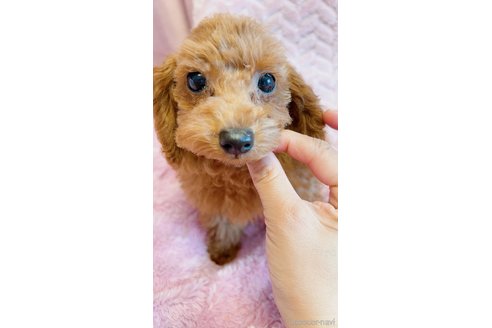 販売中の千葉県のタイニープードル-262942