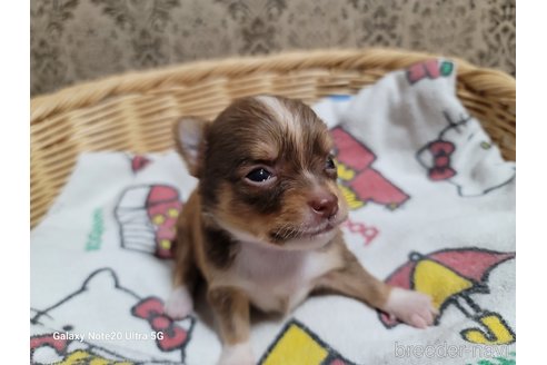 成約済の千葉県のチワワ(ロングコート)-260977の3枚目