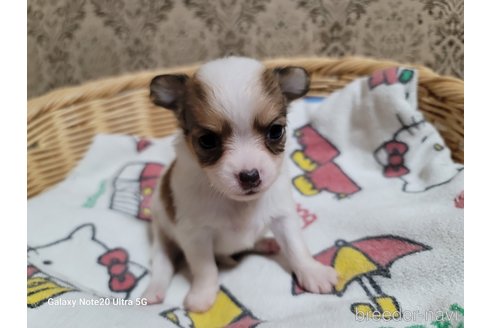 成約済の千葉県のチワワ(ロングコート)-260982の3枚目