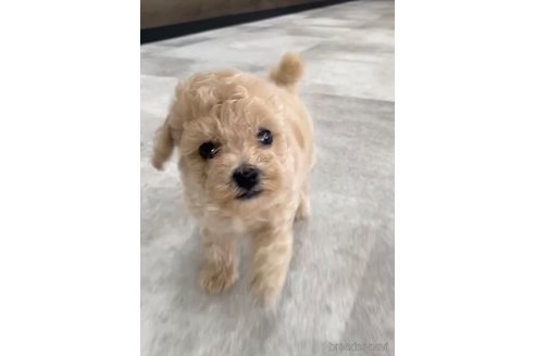 成約済の福岡県のトイプードル-264379の5枚目