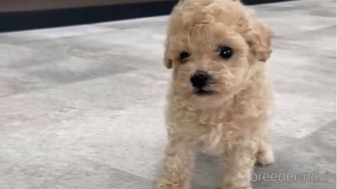 成約済の福岡県のトイプードル-264379の4枚目