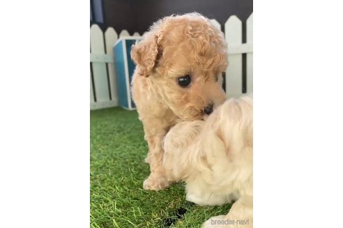 成約済の福岡県のトイプードル-264368の6枚目