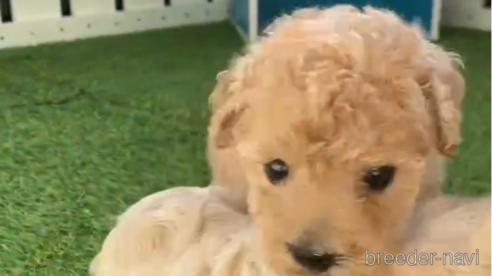 成約済の福岡県のトイプードル-264368の5枚目