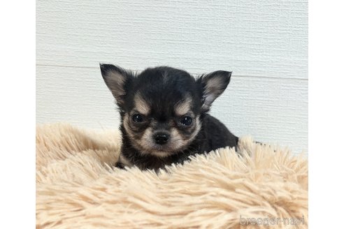 成約済の福岡県のチワワ(ロングコート)-258917の10枚目