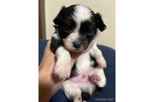 成約済の福島県のミックス犬-265812の25枚目