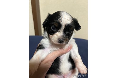 成約済の福島県のミックス犬-265812の24枚目
