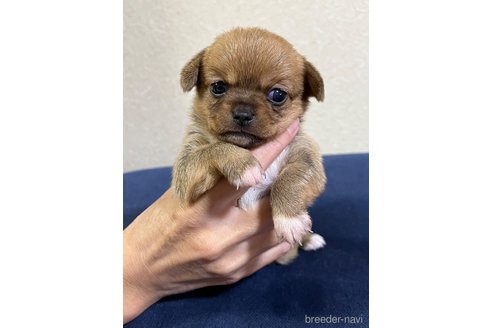 成約済の福島県のミックス犬-265813の17枚目