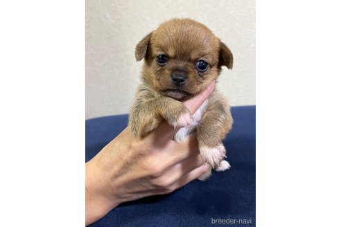 成約済の福島県のミックス犬-265813の16枚目