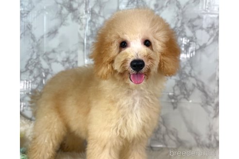 成約済の福岡県のミニチュアプードル-250745の10枚目