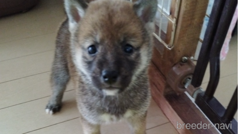 成約済の千葉県の柴犬-260127の2枚目