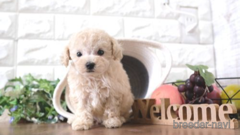 成約済の滋賀県のトイプードル-263121の1枚目