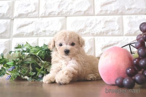 成約済の滋賀県のトイプードル-263121の6枚目