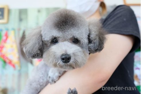 成約済の滋賀県のトイプードル-263121の5枚目