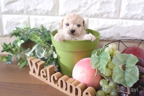 成約済の滋賀県のトイプードル-263121の3枚目