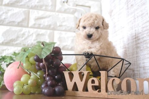 成約済の滋賀県のトイプードル-263121の2枚目