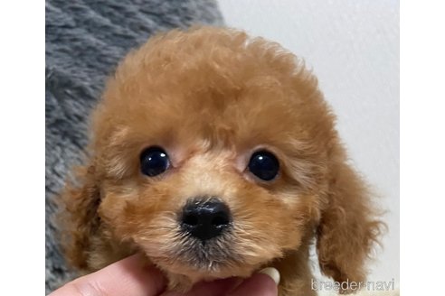 成約済の岡山県のトイプードル-258923の5枚目