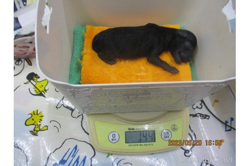 成約済の大阪府のタイニープードル-265945の12枚目