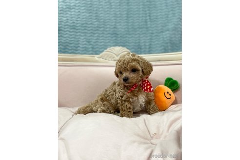 成約済の茨城県のマルプー:マルチーズ×トイプードル-265954の5枚目