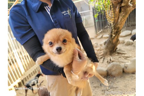 成約済の千葉県のポメラニアン-265599の6枚目