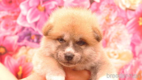 販売中の茨城県の秋田犬-265958