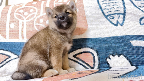 販売中の茨城県の柴犬-265965
