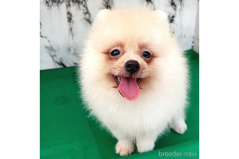 成約済の茨城県のポメラニアン-260067の60枚目