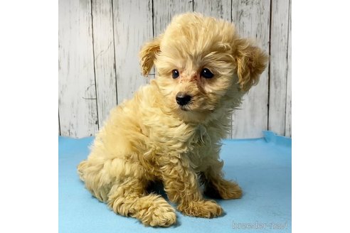 成約済の茨城県のミックス犬-261643の60枚目
